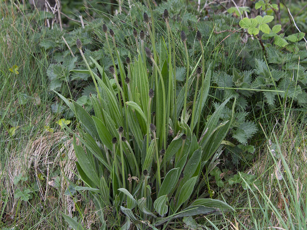 Plantago lanceolata